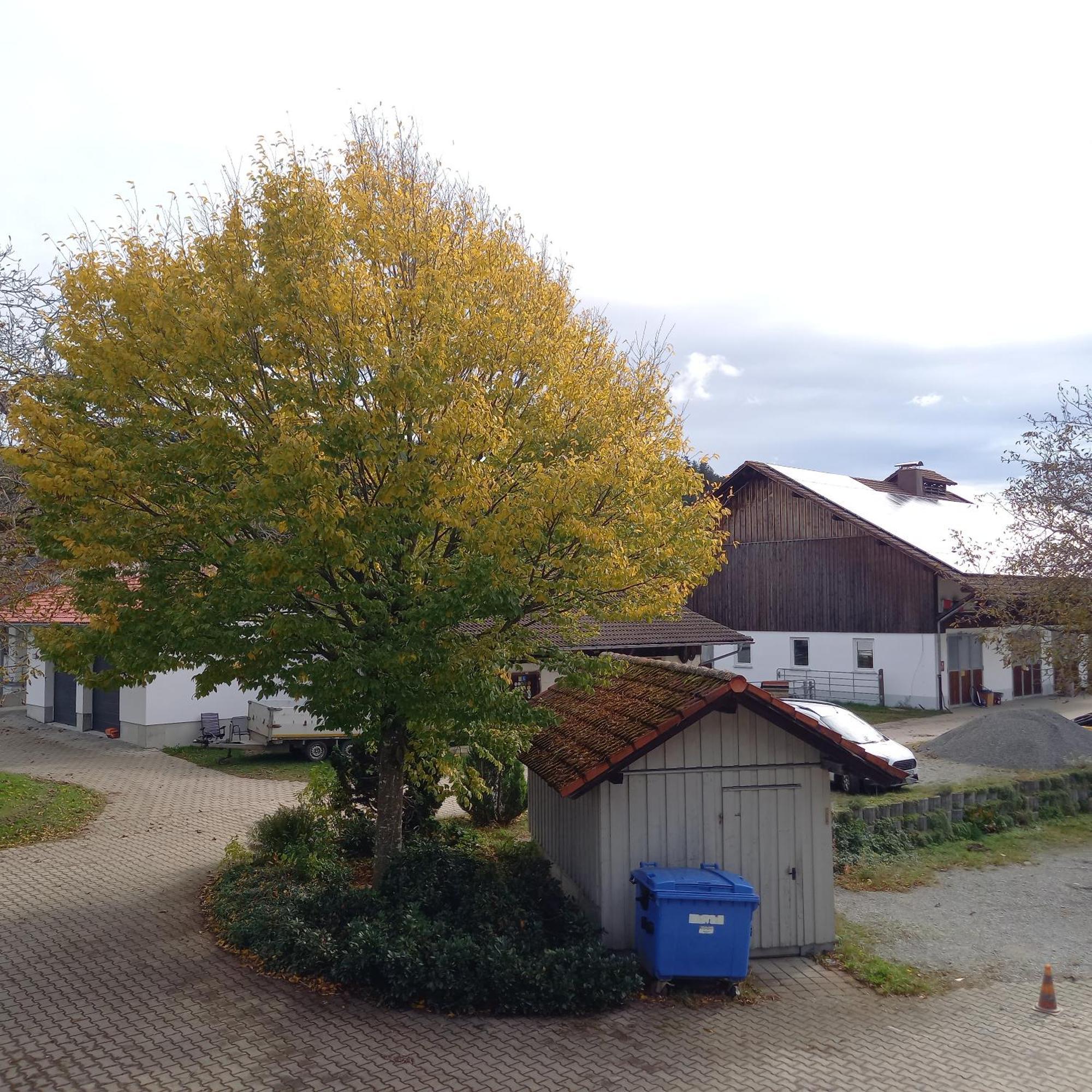 Ferienhof Metzler Bodnegg Екстериор снимка